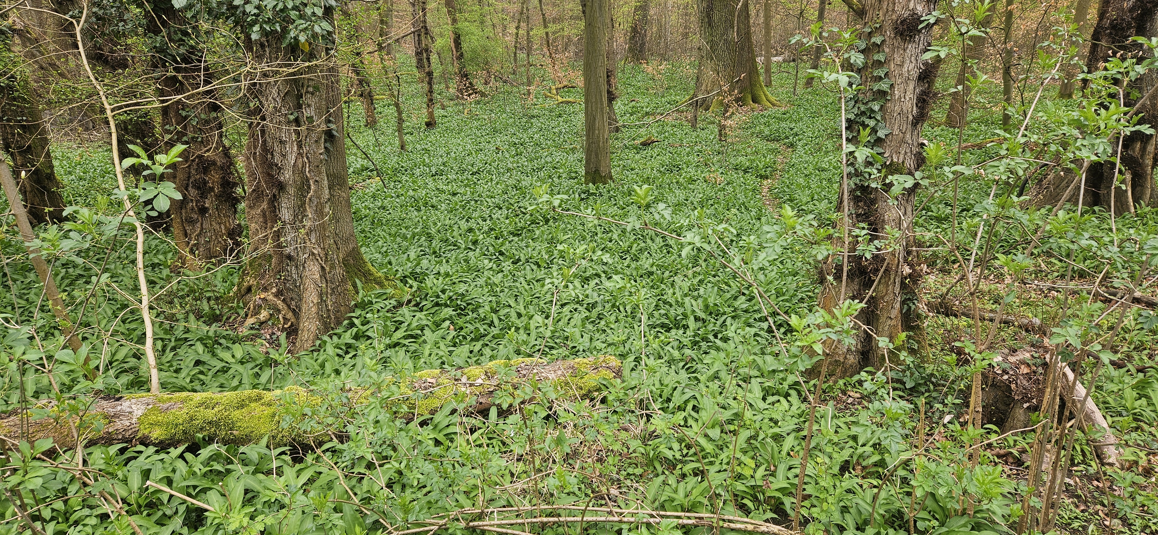 Bärlauch (Allium ursinum) Bärlauch (Allium ursinum)