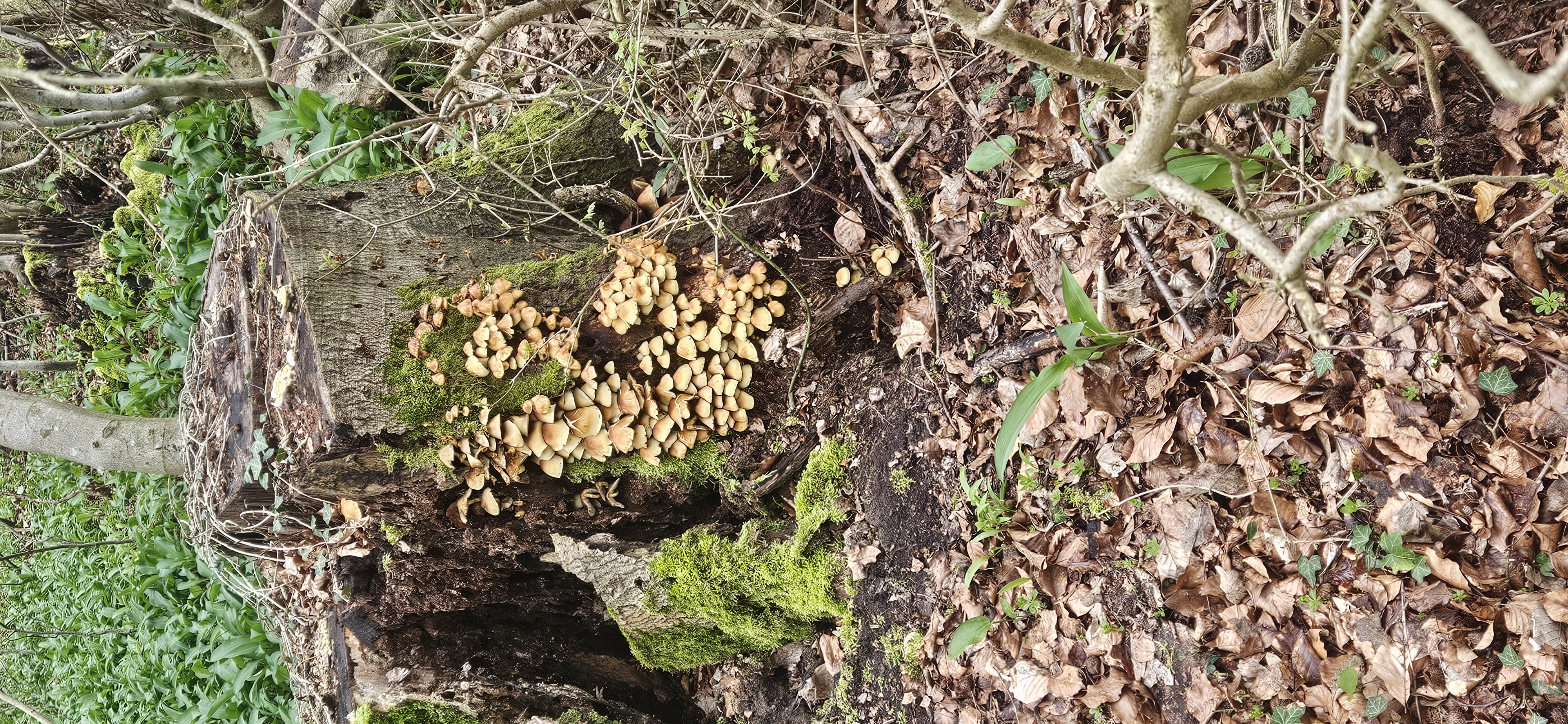 Grünblättriger Schwefelkopf (Hypholoma fasciculare, Magen-Darm-giftig) Grünblättriger Schwefelkopf (Hypholoma fasciculare, Magen-Darm-giftig)