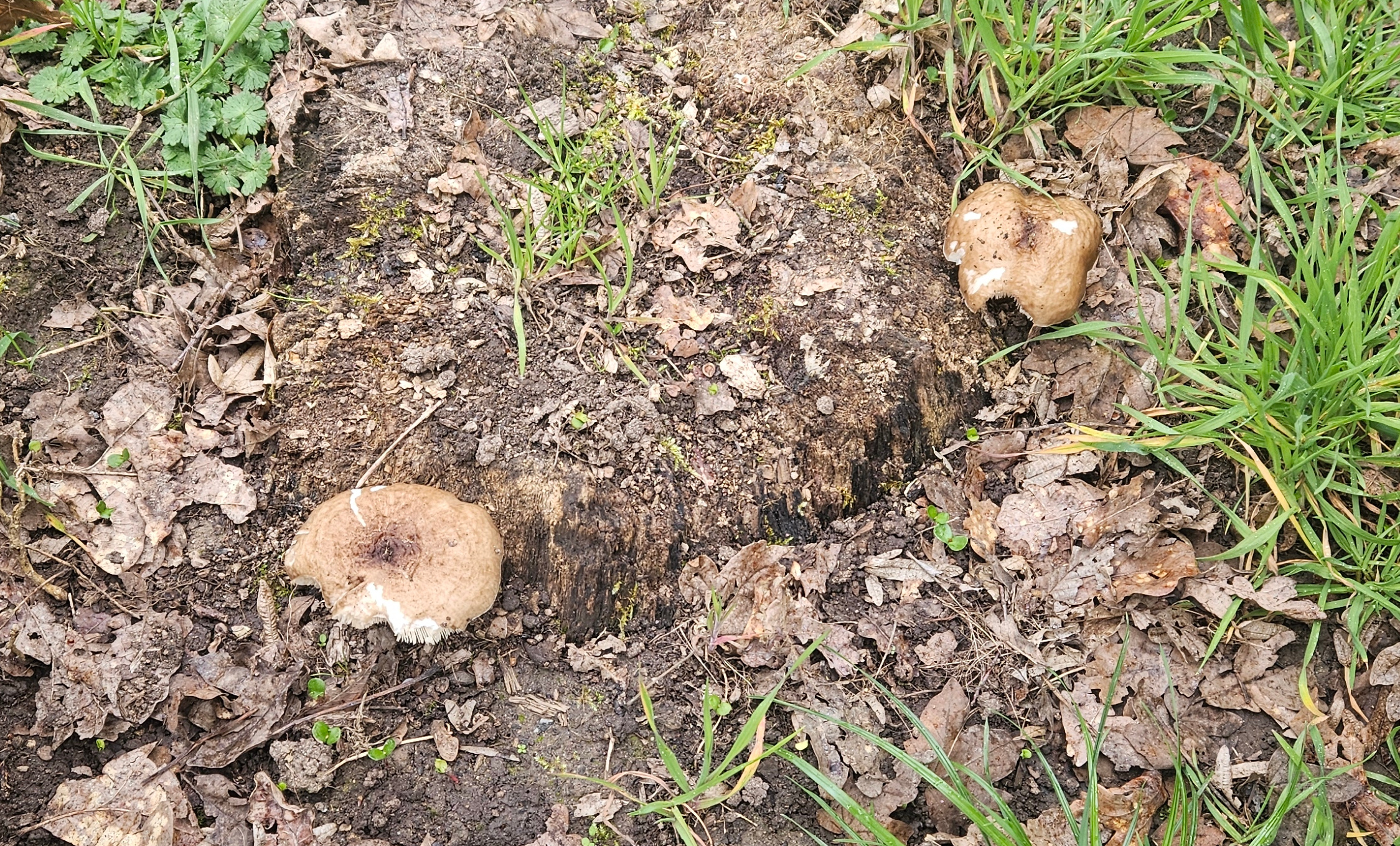 Frühjahrs-Weichritterling (Melanoleuca cognata, essbar, aber wenig schmackhaft) Frühjahrs-Weichritterling (Melanoleuca cognata, essbar, aber wenig schmackhaft)