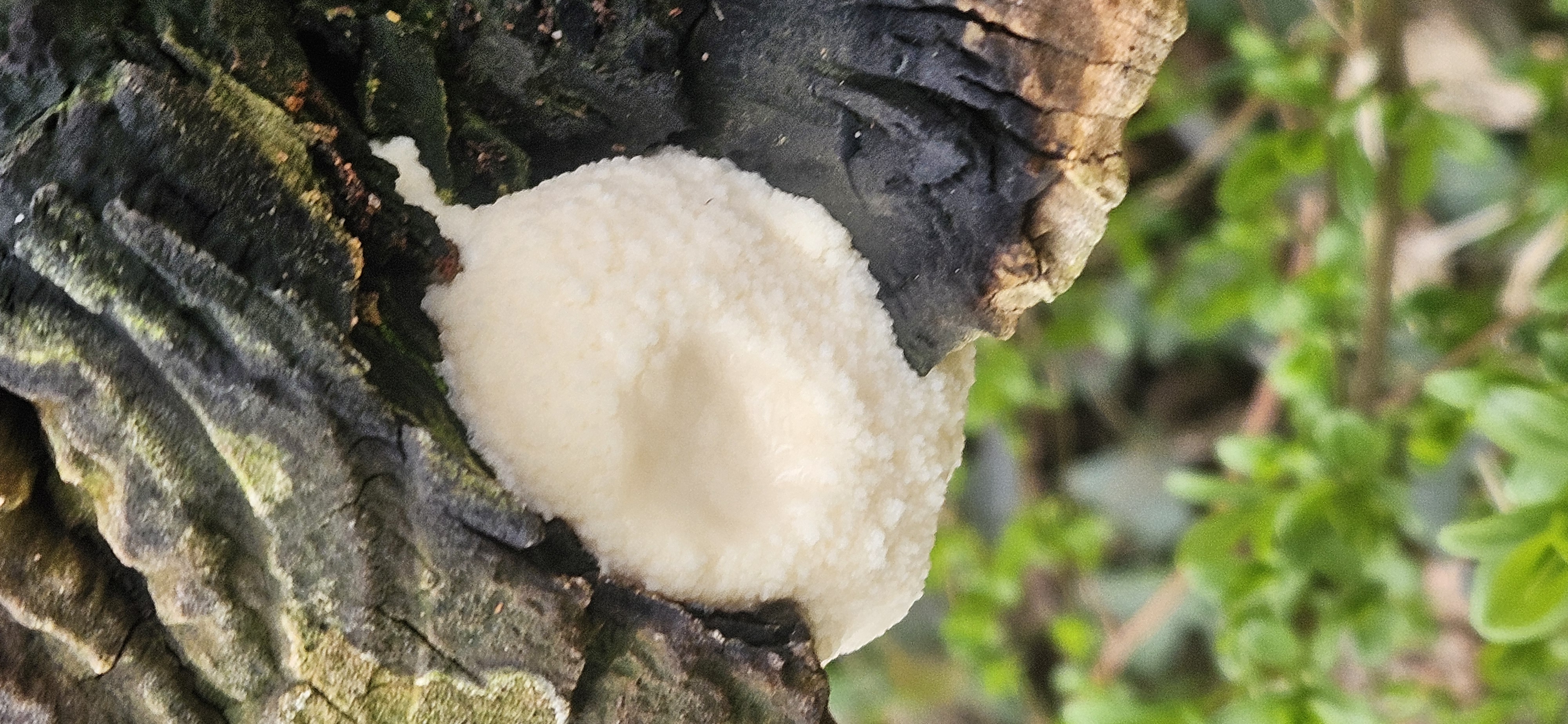 Stäublings-Schleimpilz (Enteridium lycoperdon) Stäublings-Schleimpilz (Enteridium lycoperdon)