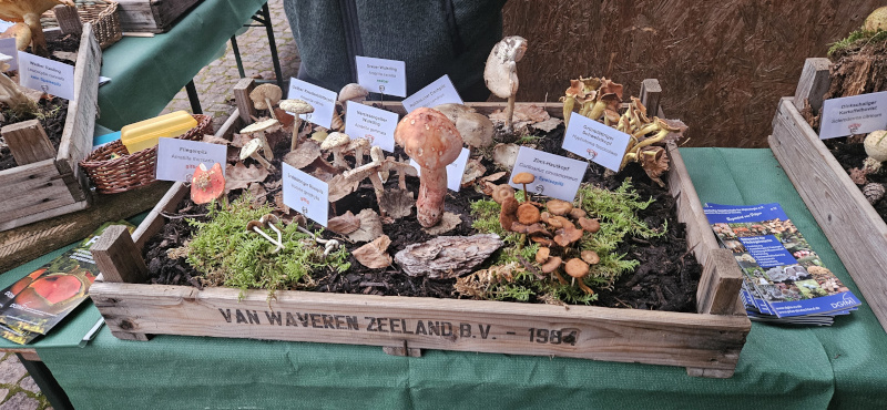 Pilzausstellung (2/7) Pilzausstellung (2/7)