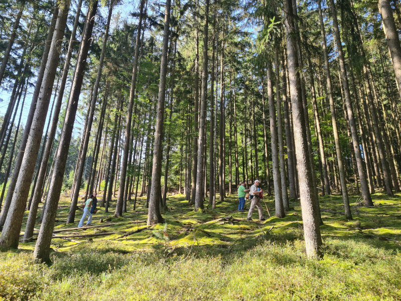 Pilzesuche im Moos Pilzesuche im Moos