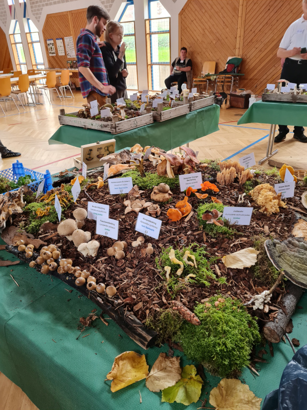 Pilzausstellung (2/3)