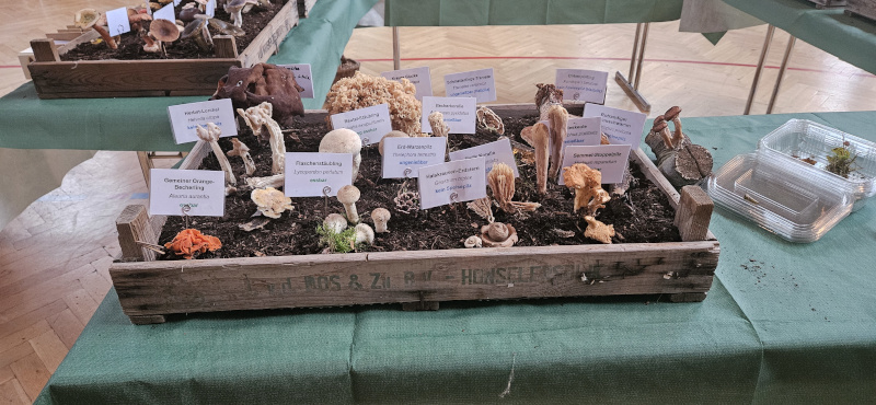 Pilzausstellung (1)