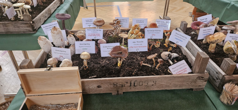Pilzausstellung (3)