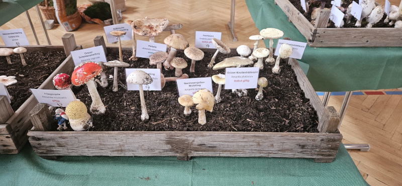 Pilzausstellung (4)