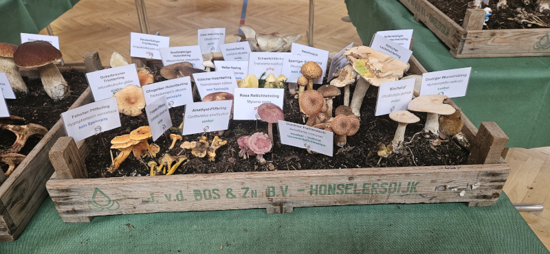Pilzausstellung (6)