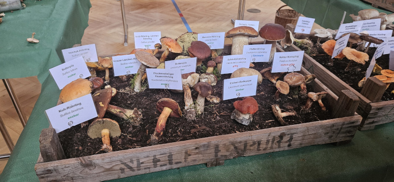 Pilzausstellung (7)