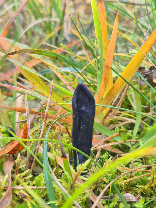 Eine der gefundenen schwarzen Erdzungen