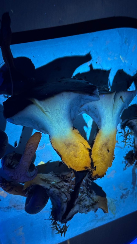 Ein Kuhmaul unter UV-Licht